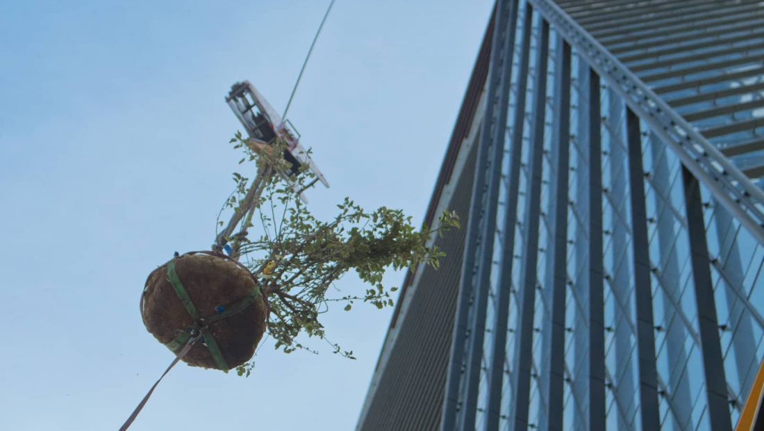 June 2022 - Craning of a tree towards the cap