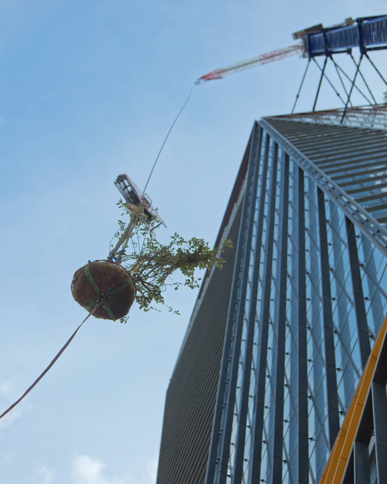 June 2022 - Craning of a tree towards the cap