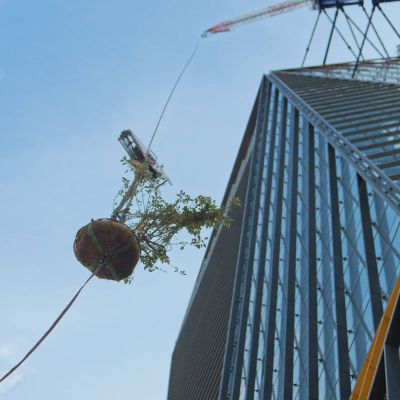 June 2022 - Craning of a tree towards the cap