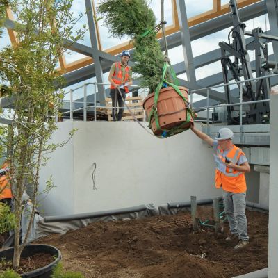 Juin 2022 - Pose de l'un des 29 arbres sur la coiffe